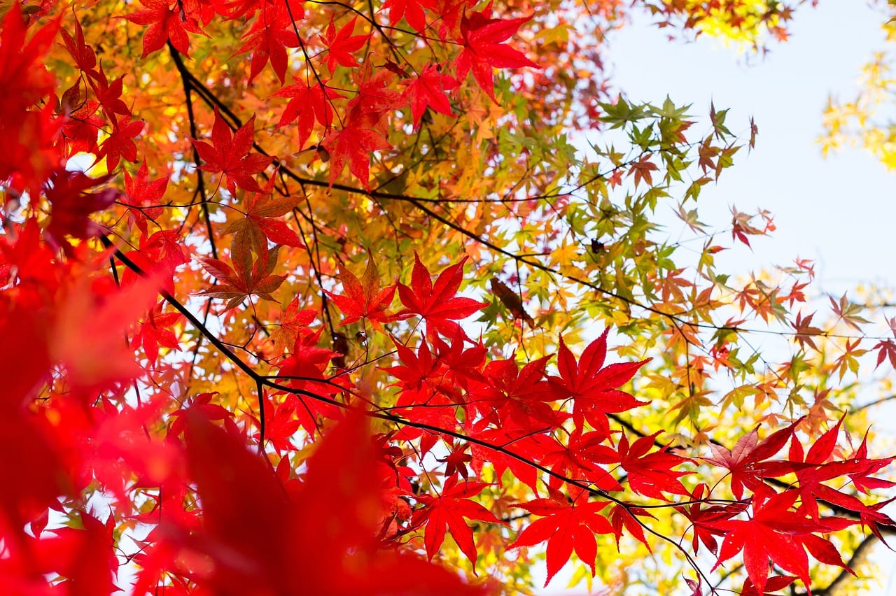 紅葉 2026日本紅葉預測第2報:東、西日本平地比往年晚