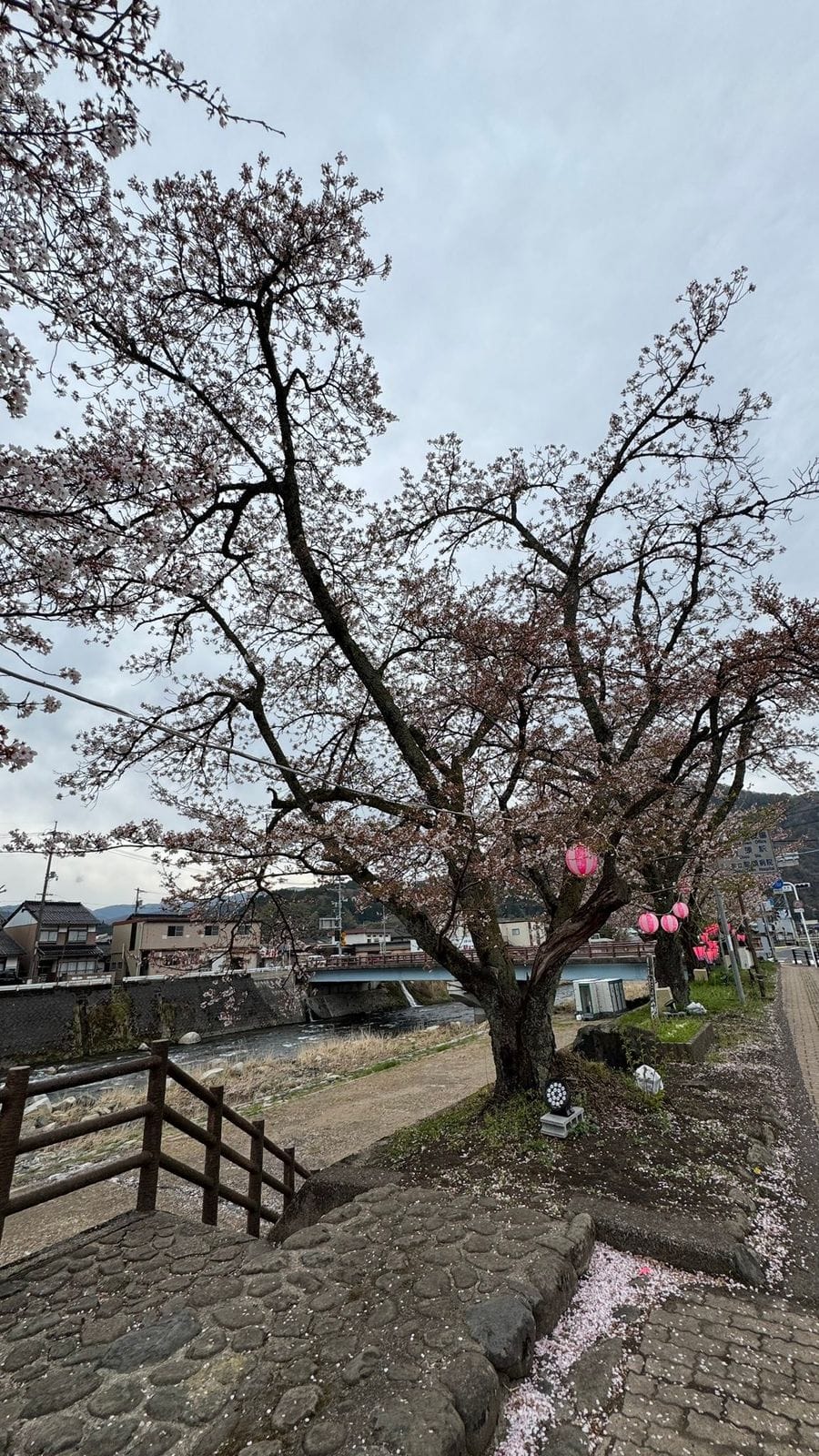2026 年 4 月 櫻花 智頭河畔 智頭河畔的櫻花樹