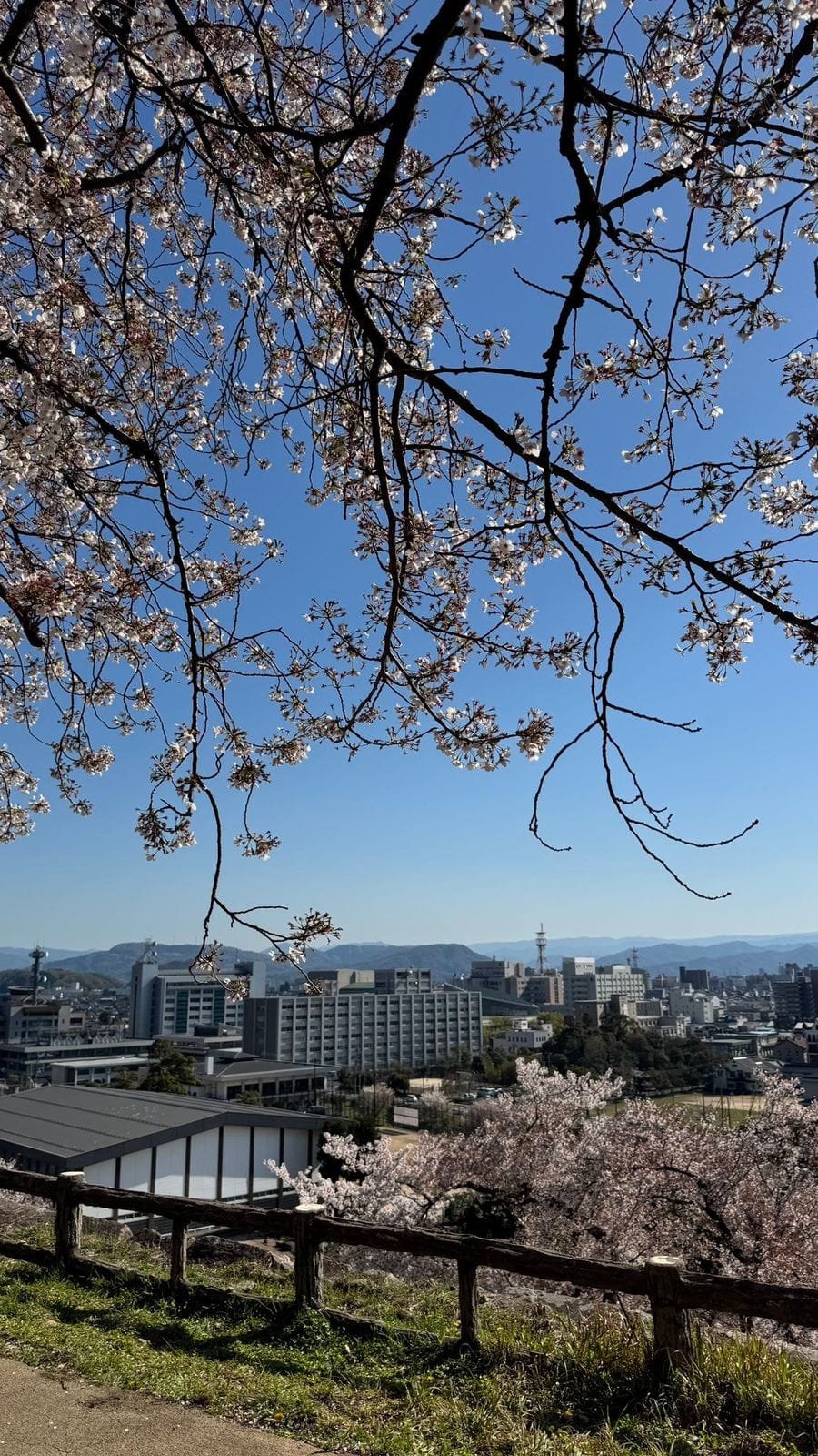 2026 年 4 月 櫻花 鳥取城跡(久松公園) 從久松公園望向鳥取市區的櫻花