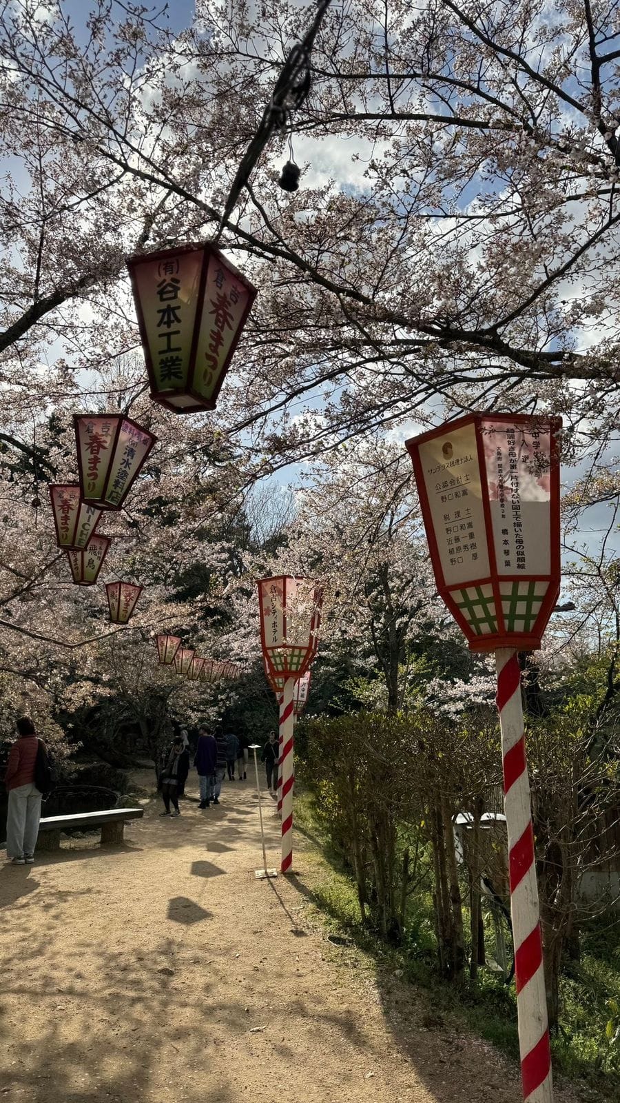 2026 年 4 月 櫻花 打吹公園 打吹公園掛著燈籠的櫻花步道