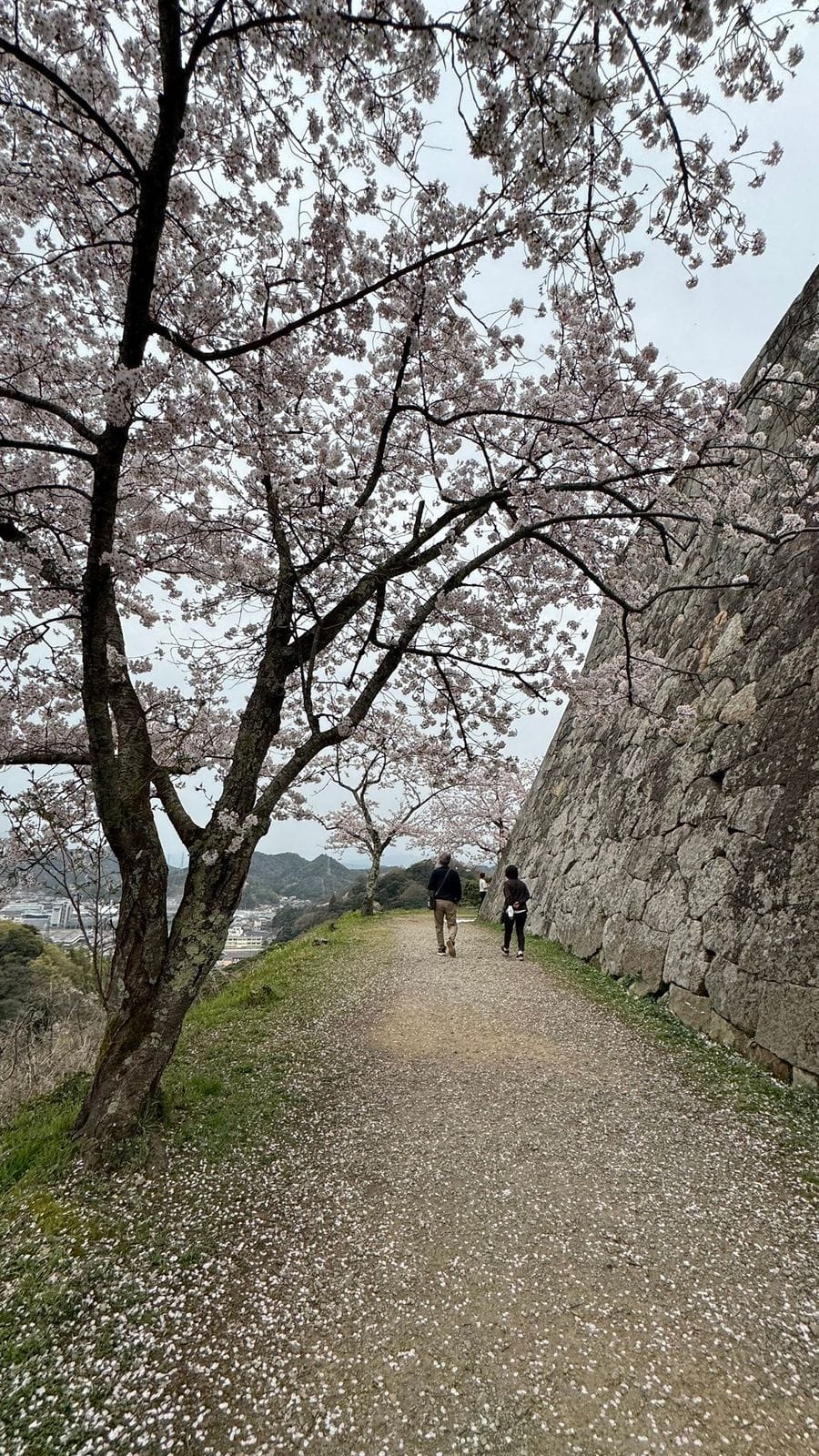 2026 年 4 月 櫻花 米子城跡・湊山公園 米子城跡石垣旁的櫻花步道