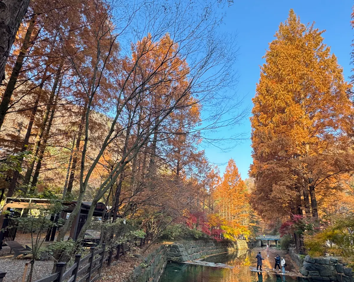 首爾出發全州一日遊｜長泰山楓葉＋全州韓屋村銀杏｜11 月最美「雙色秋景」完整攻略